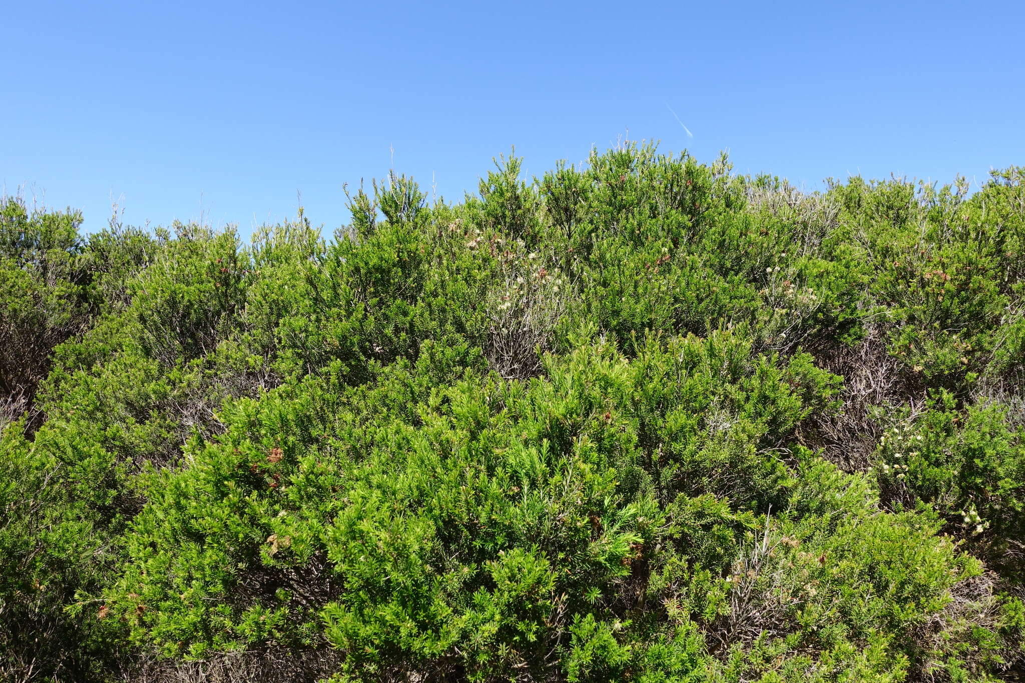 Imagem de Melaleuca parvistaminea N. B. Byrnes