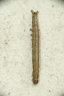 Image of Dysgonia stuposa Fabricius 1794