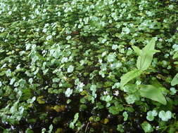 Image of Ranunculus omiophyllus Ten.