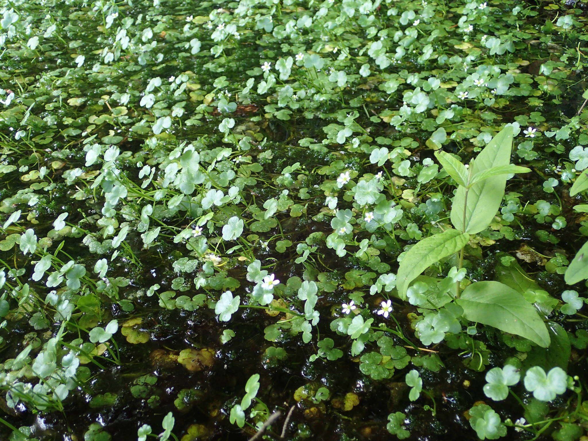 Ranunculus omiophyllus Ten.的圖片