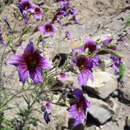 Image of salpiglossis