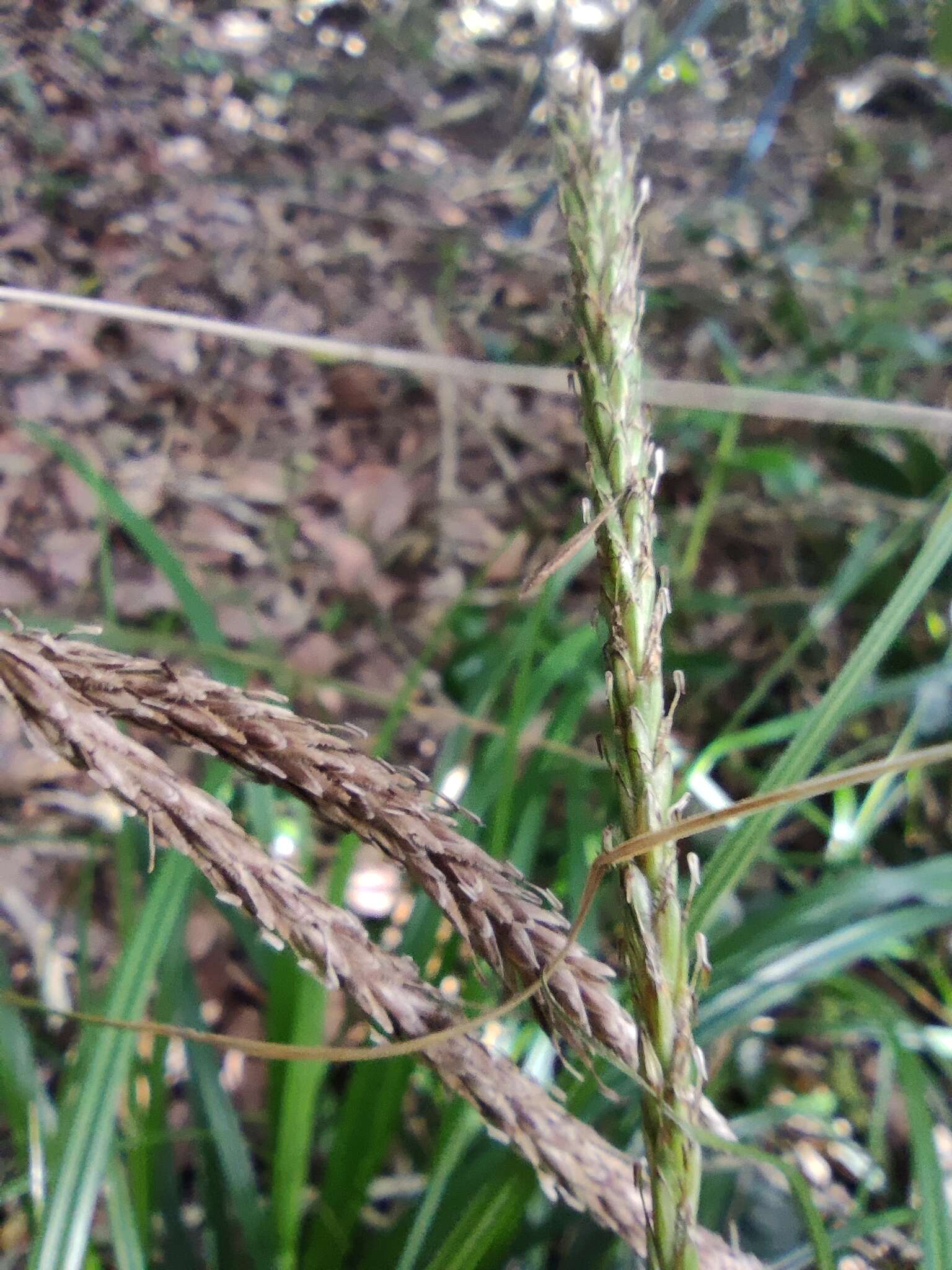 Image of Carex quinquin