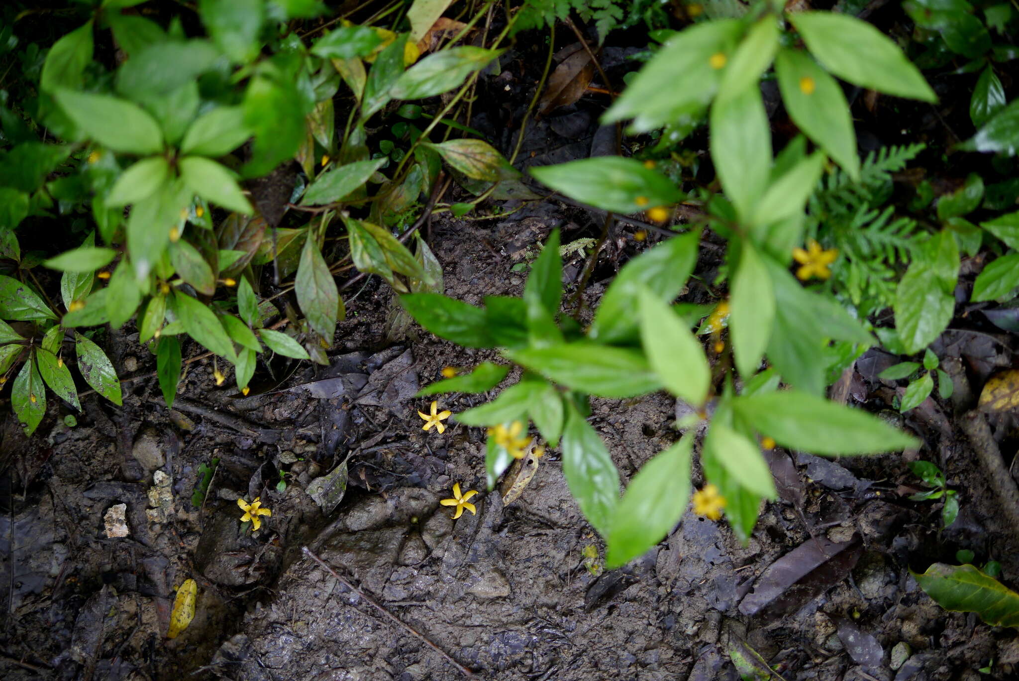 Image of Lysimachia ardisioides Masam.