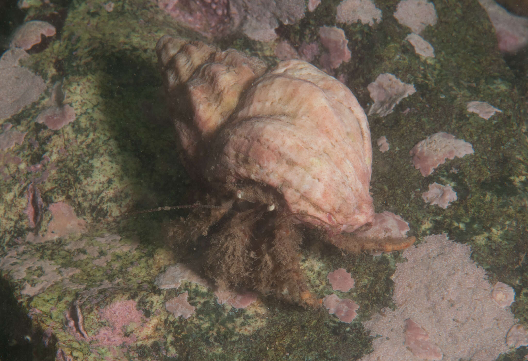 Image of bowed hermit crab