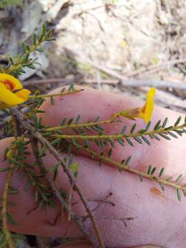 Plancia ëd Dillwynia parvifolia Sims