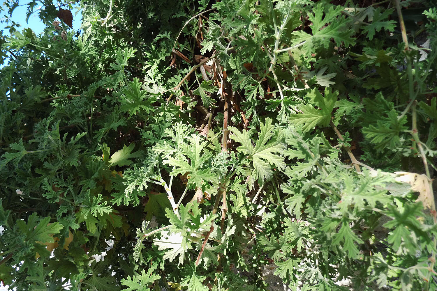 Image of sweet scented geranium