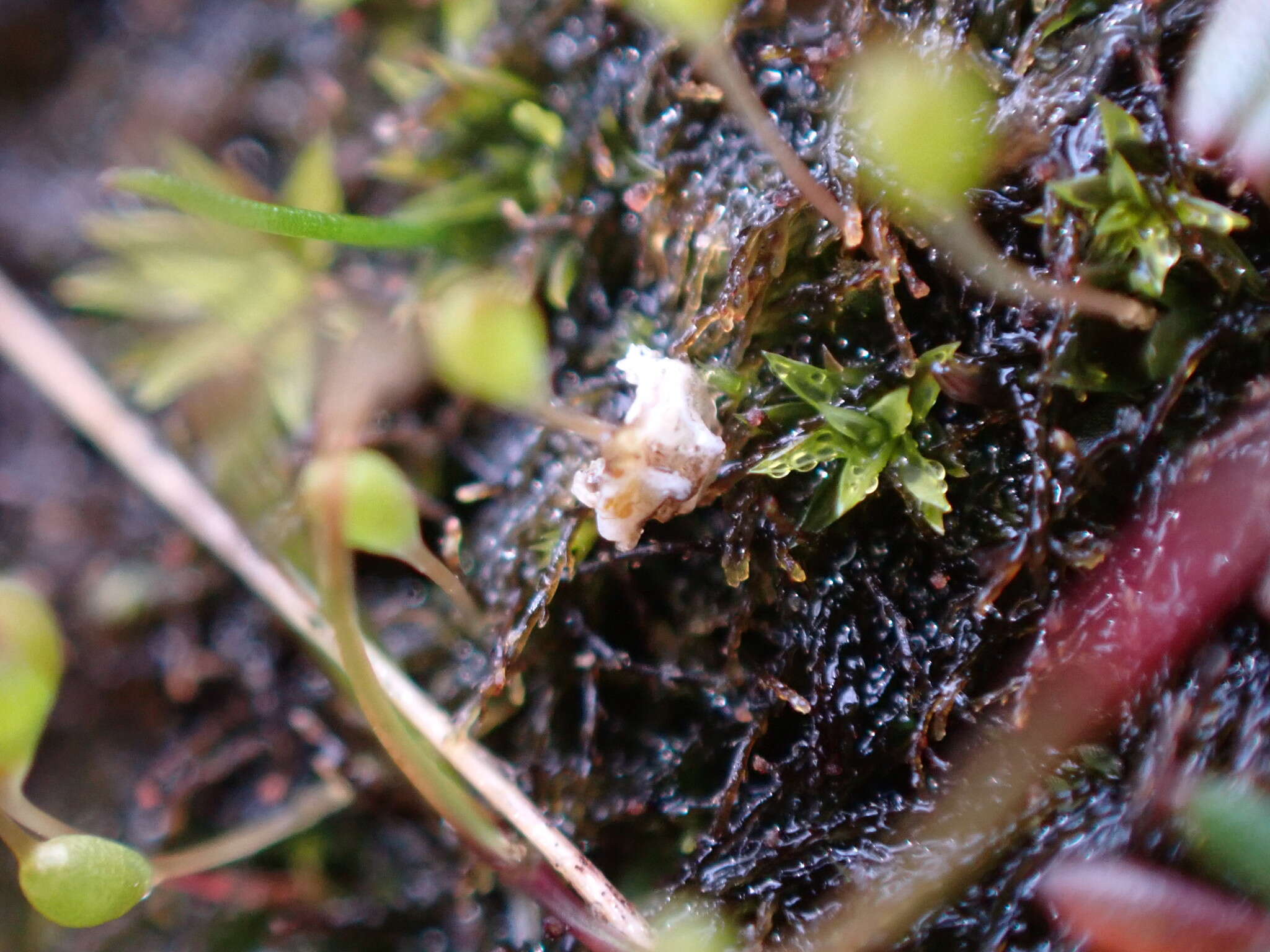 Image of entosthodon moss