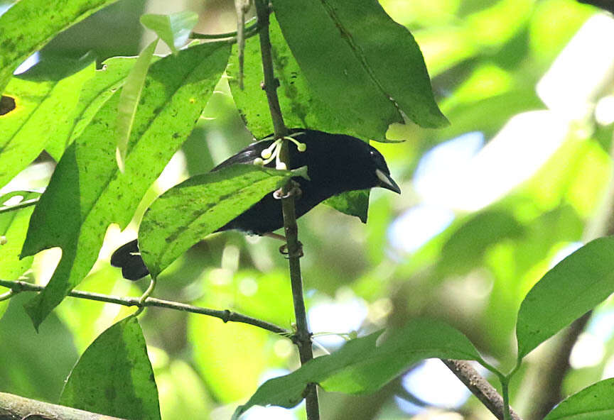 Image of White-shouldered Tanager