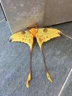 Image of comet moth