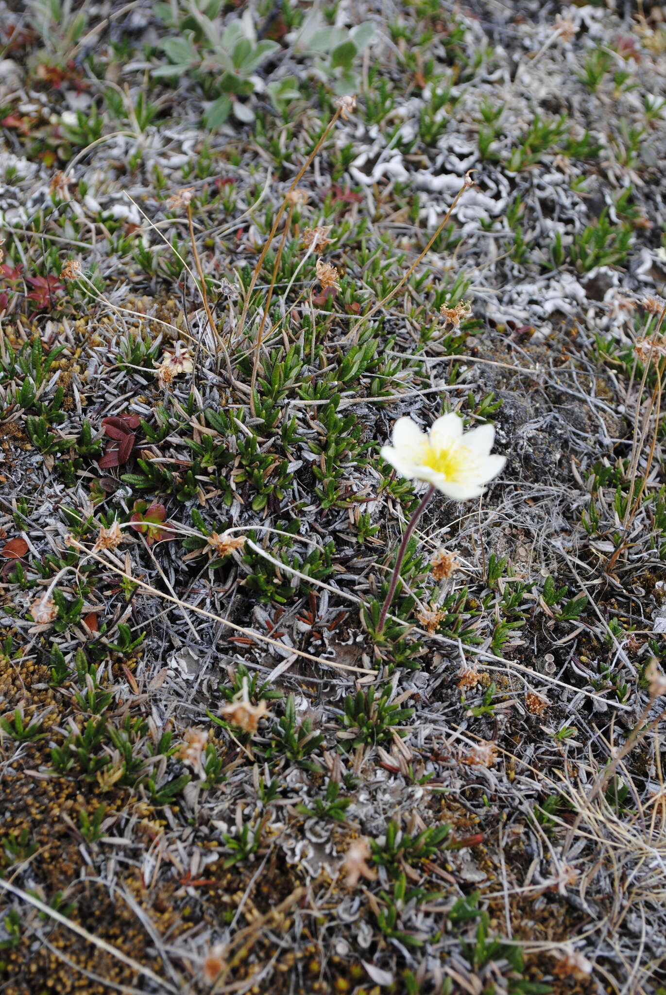 Image of entireleaf mountain-avens