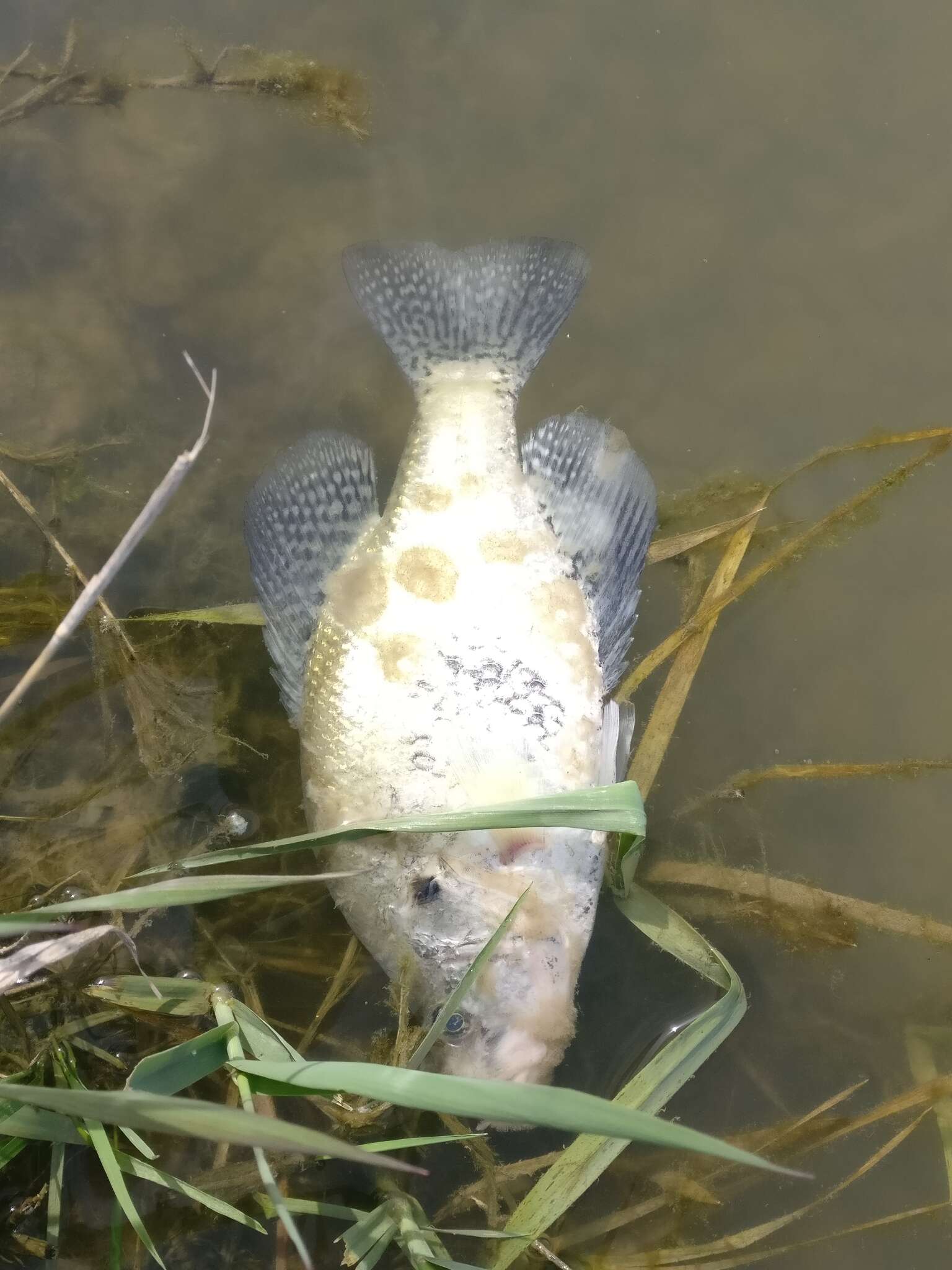 Image of White Crappie