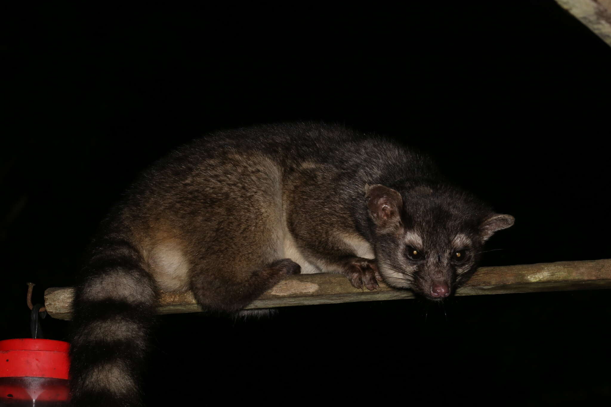 Image of Central American Cacomistle