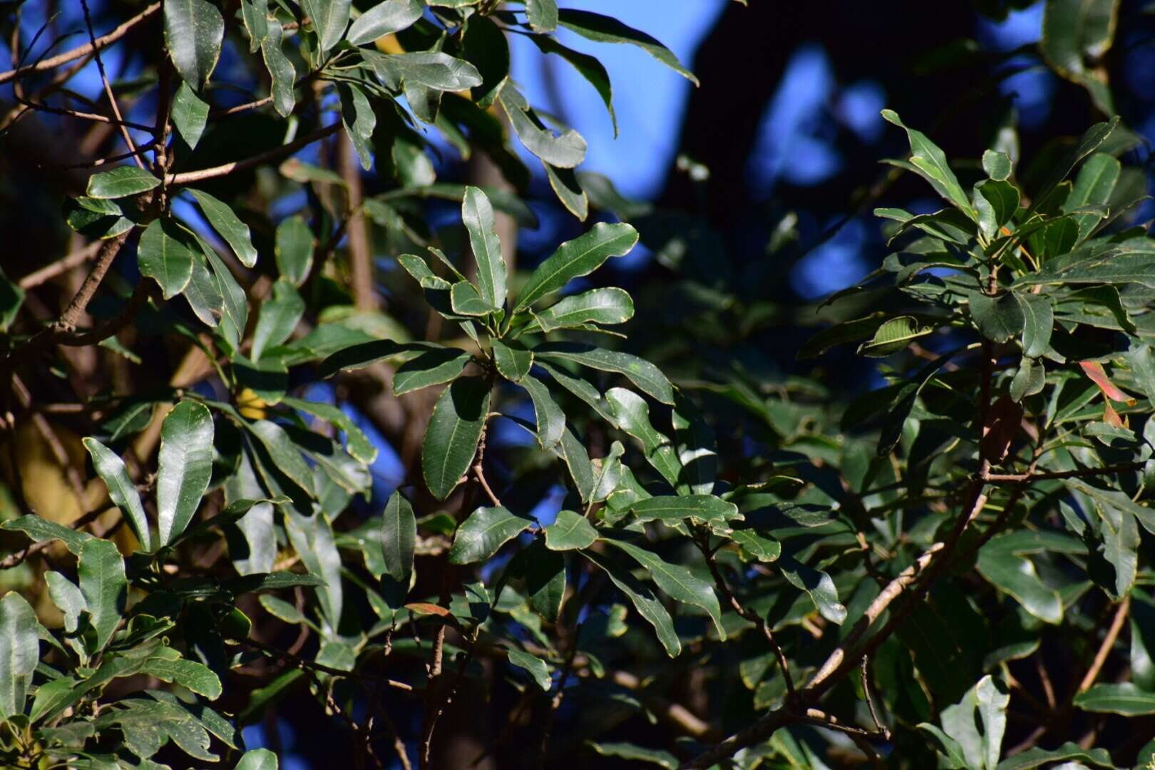 Image of Protorhus longifolia (Bernh.) Engl.