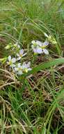 Image of Exacum tetragonum Roxb.