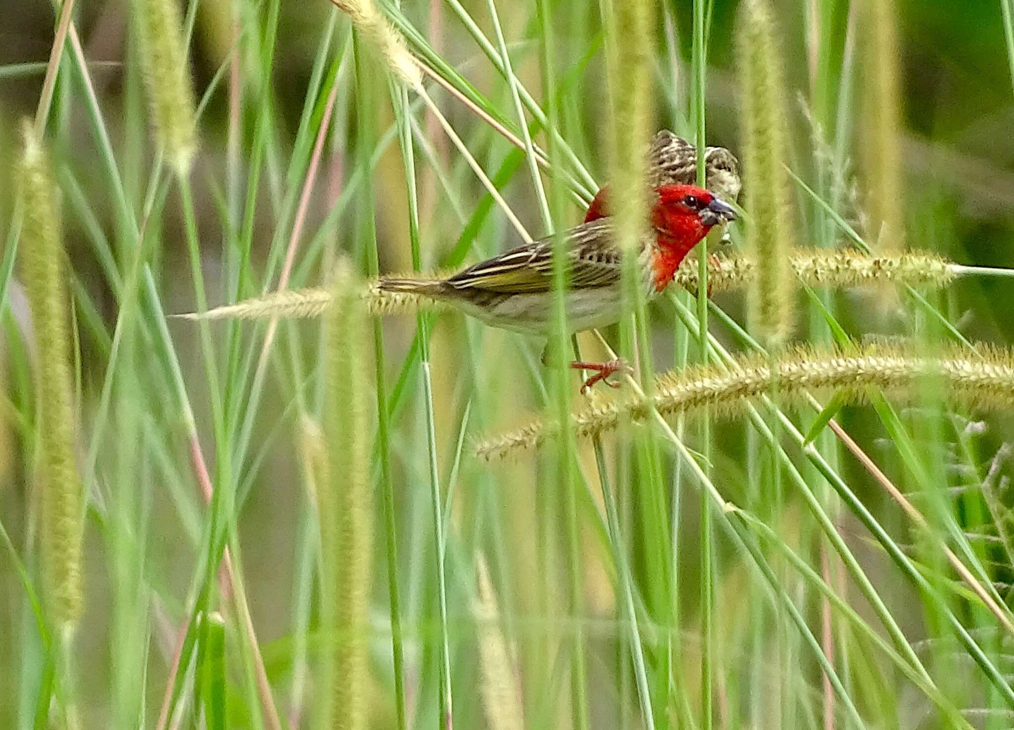 Слика од Quelea cardinalis (Hartlaub 1880)