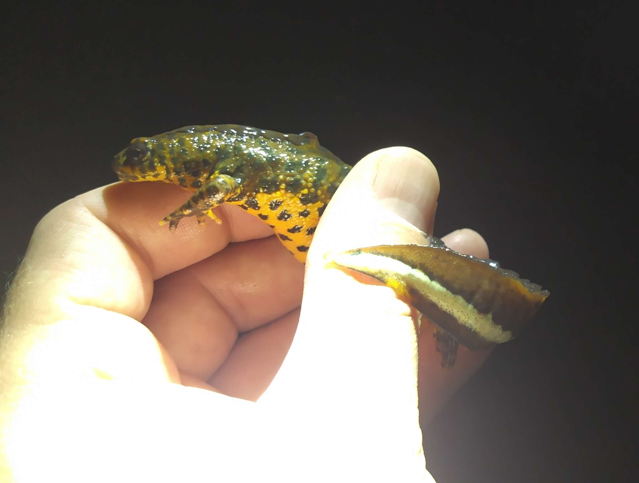 Image of Southern Crested Newt