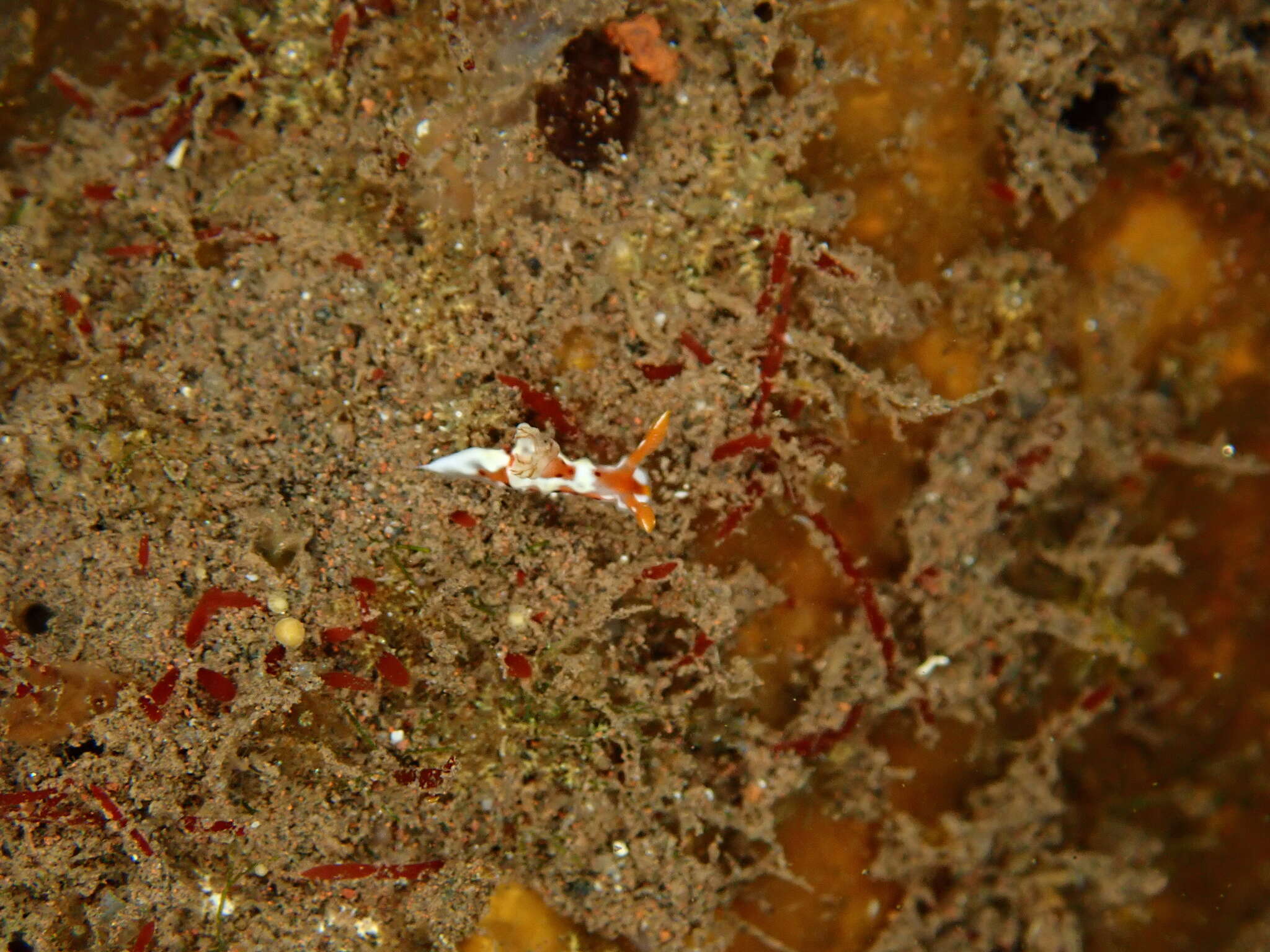 Image of Plocamopherus margaretae Vallès & Gosliner 2006