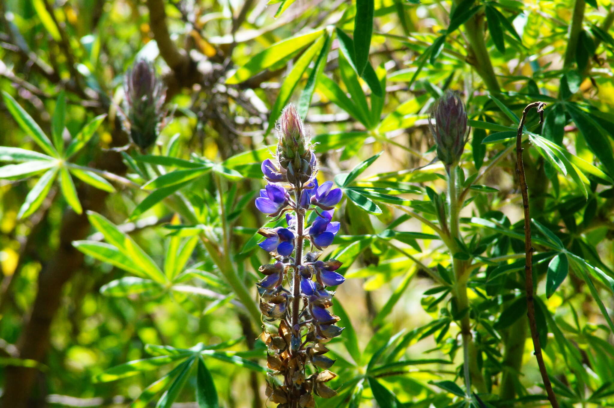 Image of Lupinus montanus Kunth