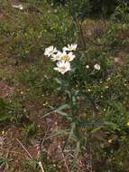 Achillea ptarmica subsp. macrocephala (Rupr.) Heimerl resmi