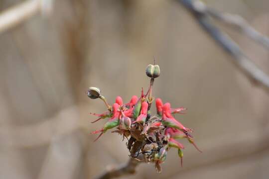 Sivun Euphorbia calcarata (Schltdl.) V. W. Steinm. kuva