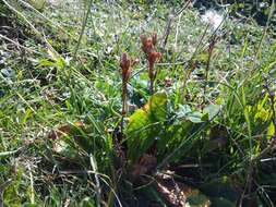 Image of Primula ruprechtii Kusnez. ex Lipsky