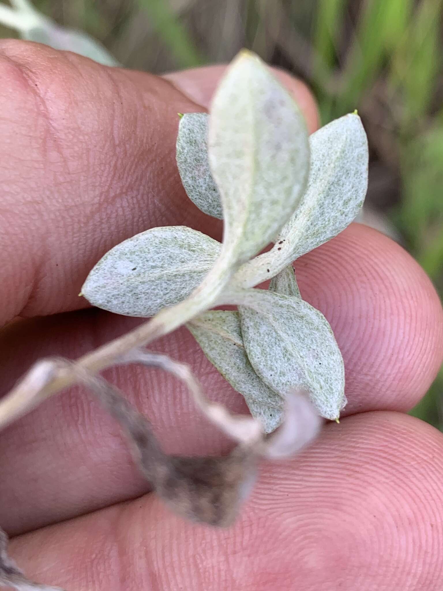 Image of Helichrysum lepidissimum S. Moore