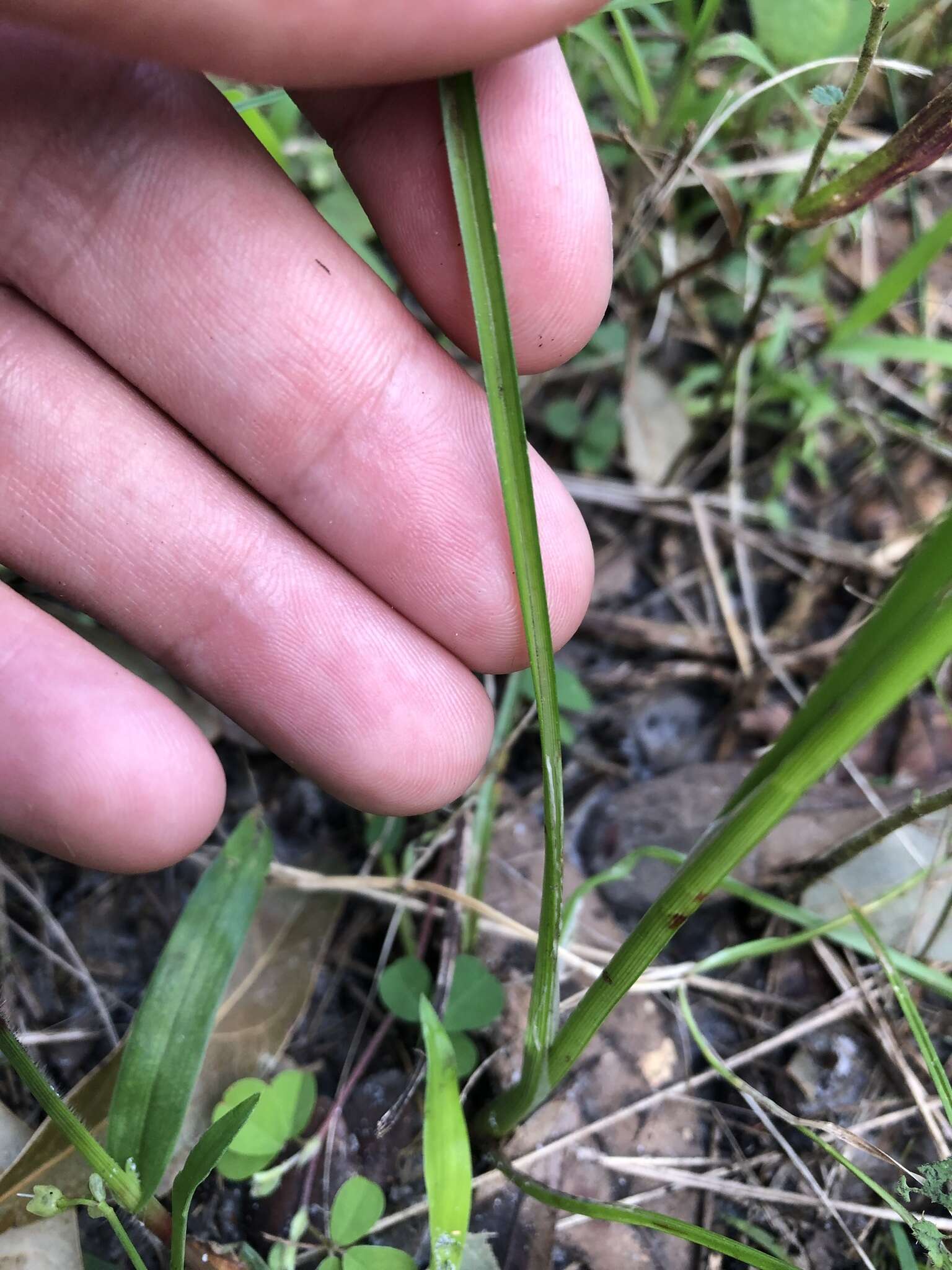 Imagem de Cyperus distinctus Steud.