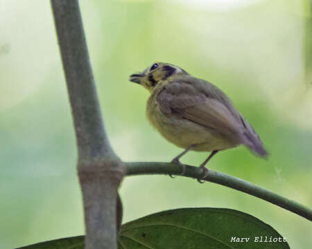 Platyrinchus coronatus Sclater & PL 1858的圖片