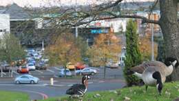 Image of Red-breasted Goose