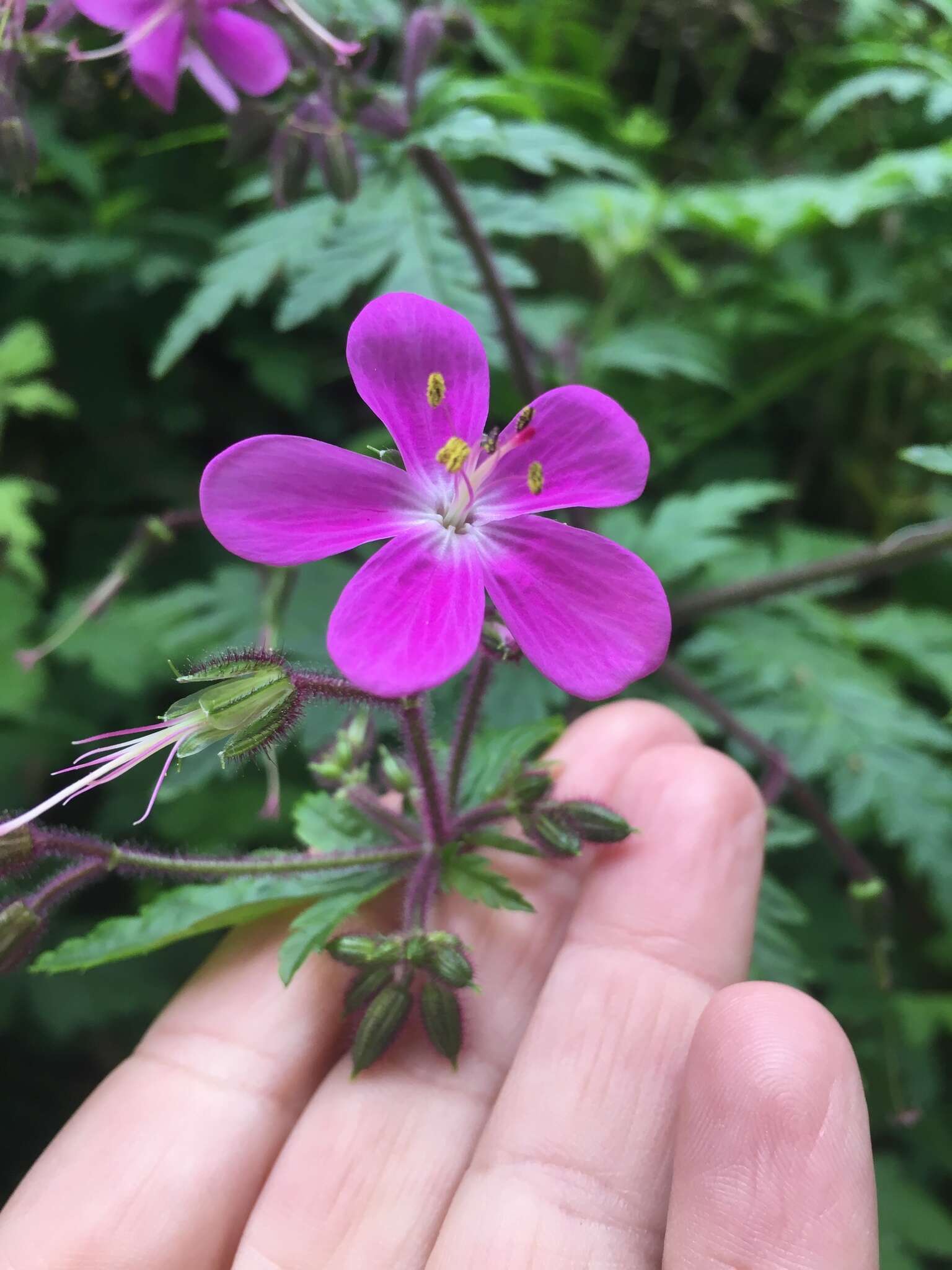 Image of Geranium reuteri Aedo & Muñoz Garm.