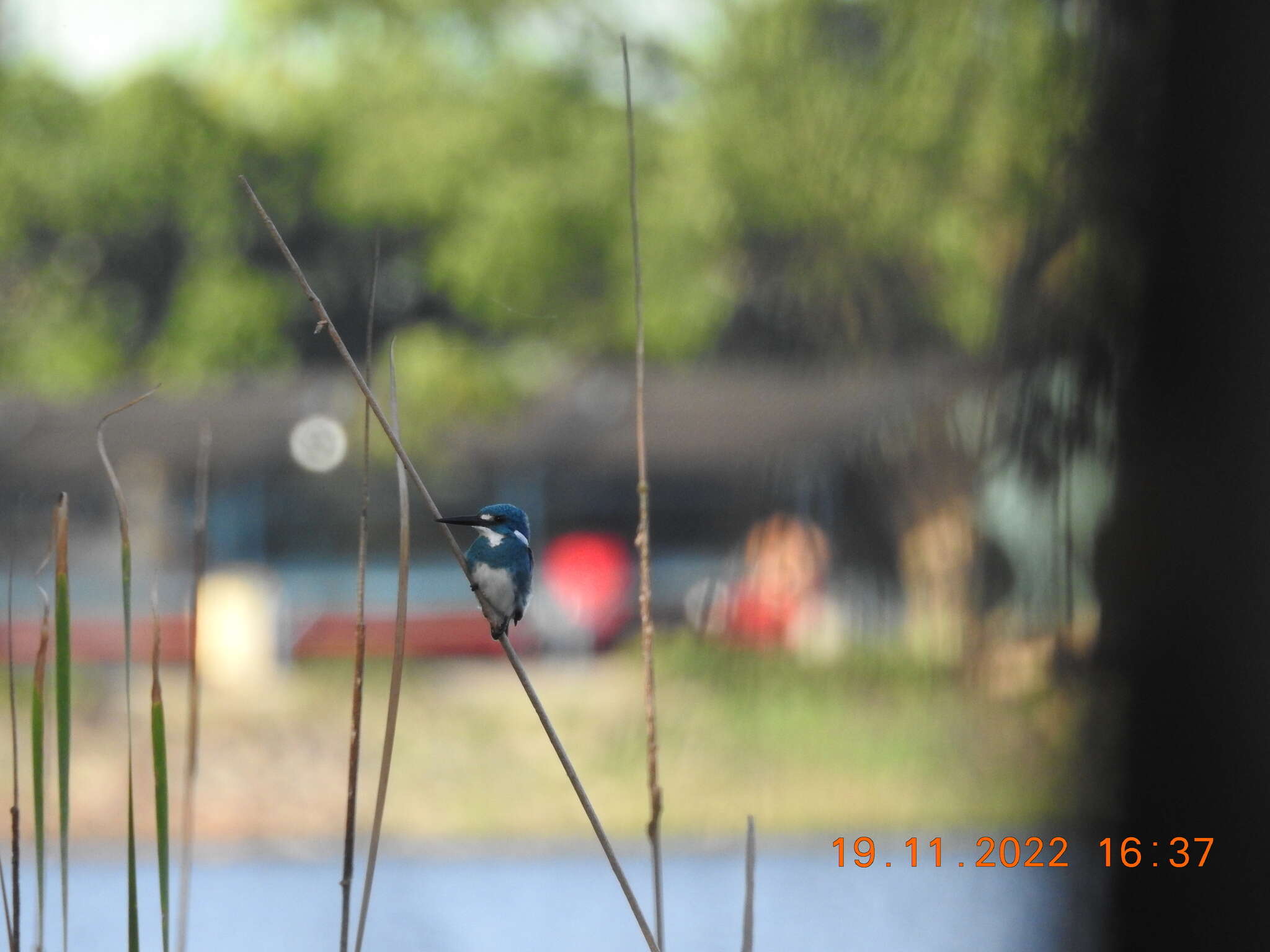 صورة Alcedo coerulescens Vieillot 1818