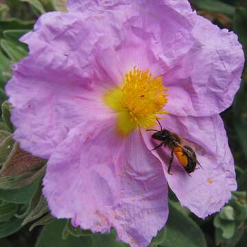 Imagem de Cistus albidus L.