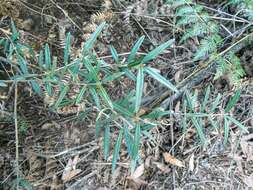 Image of Oxylobium arborescens R. Br.