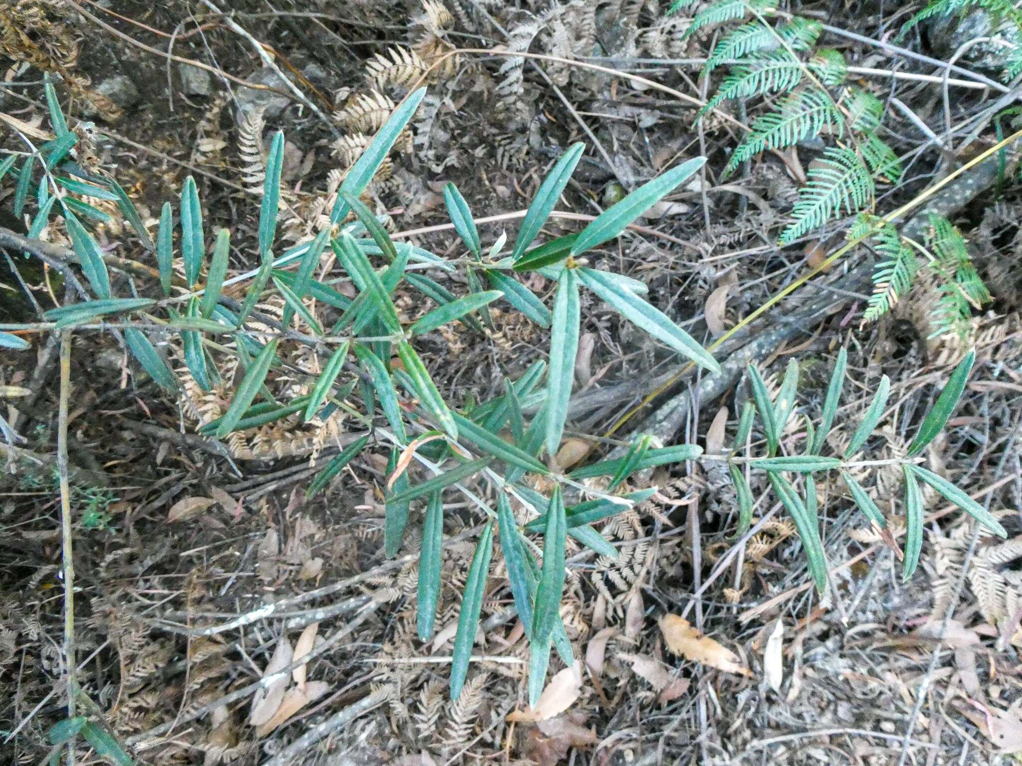 Image of Oxylobium arborescens R. Br.