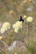 Image de Cephalaria coriacea (Willd.) Roem. & Schult. ex Steudel