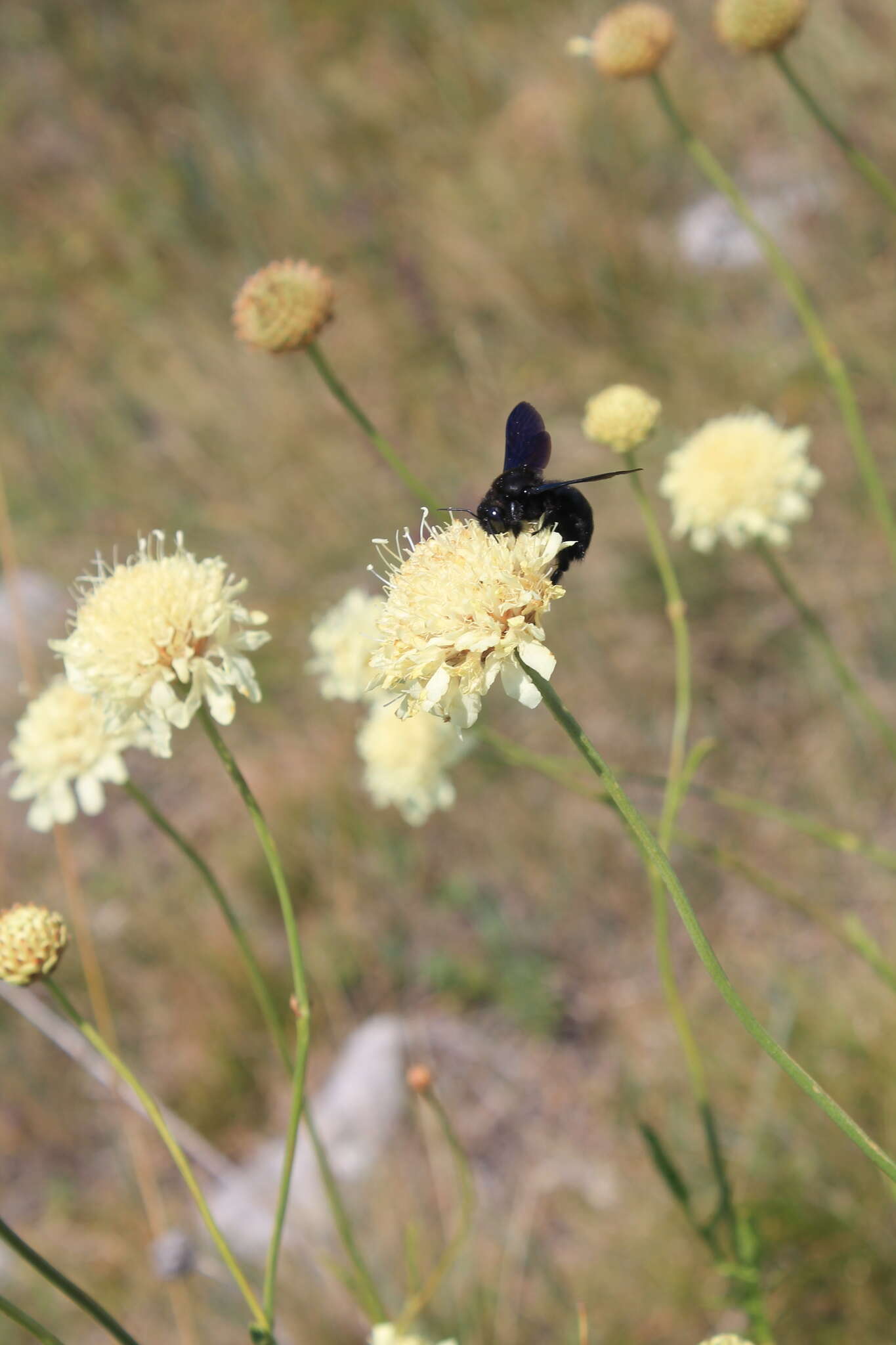 Image de Cephalaria coriacea (Willd.) Roem. & Schult. ex Steudel