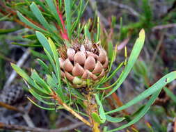 Plancia ëd Protea scolymocephala (L.) Reich.