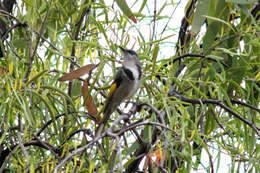 Image of Crescent Honeyeater