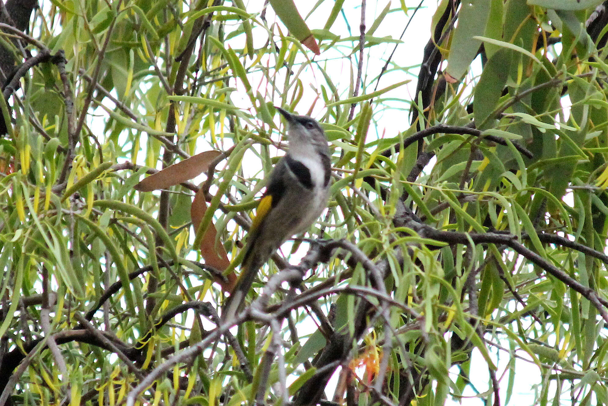 Image of Crescent Honeyeater