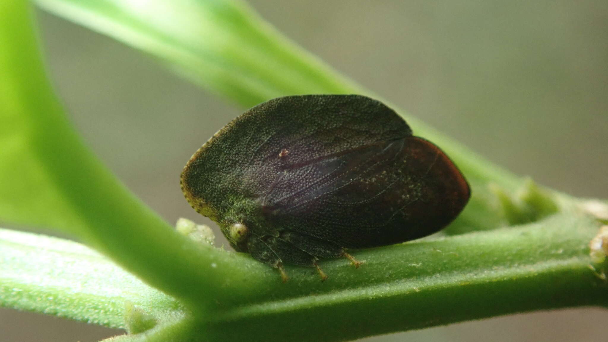 Image of Stegaspis fronditia Linnaeus 1758