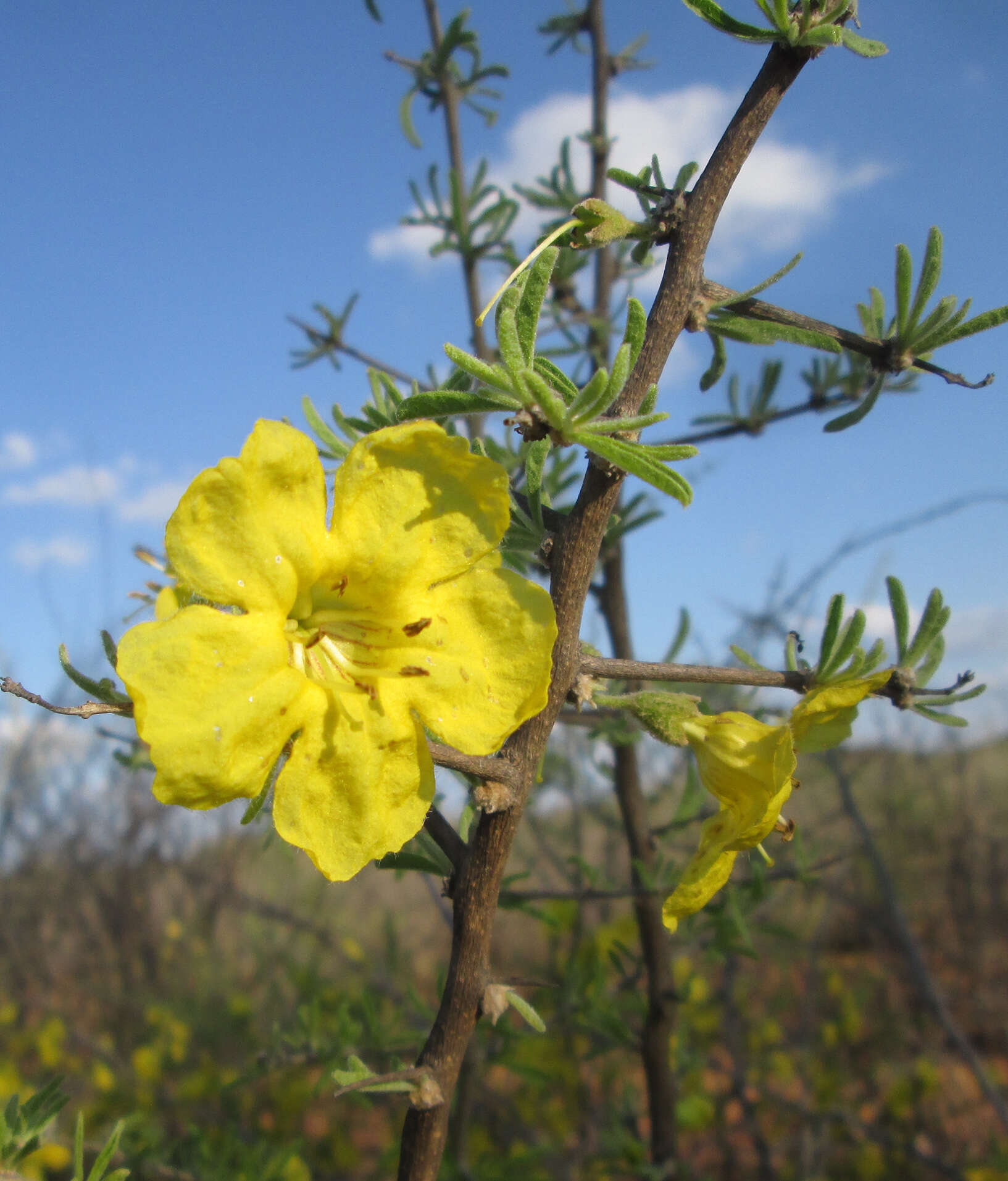 Image of Short Thorn Rhigozum