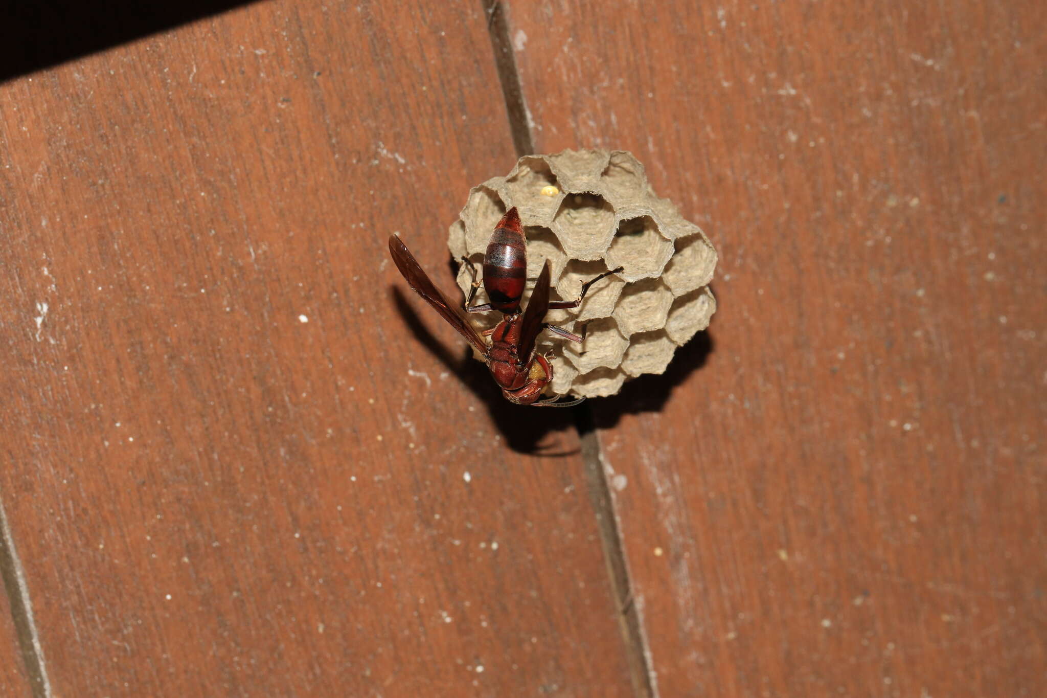 Image of Polistes tenebricosus Lepeletier 1836