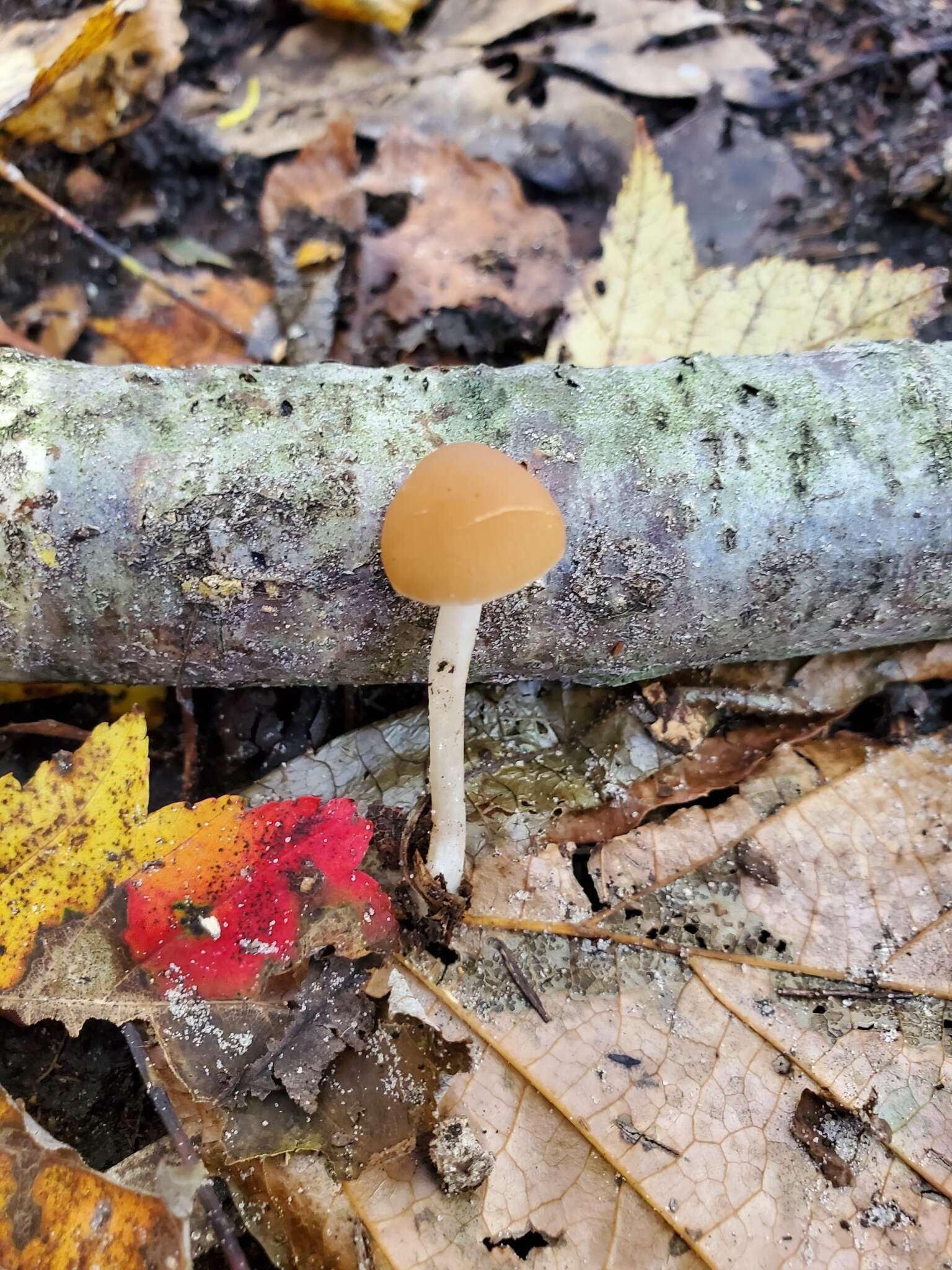 Image de Psathyrella seminuda A. H. Sm. 1972