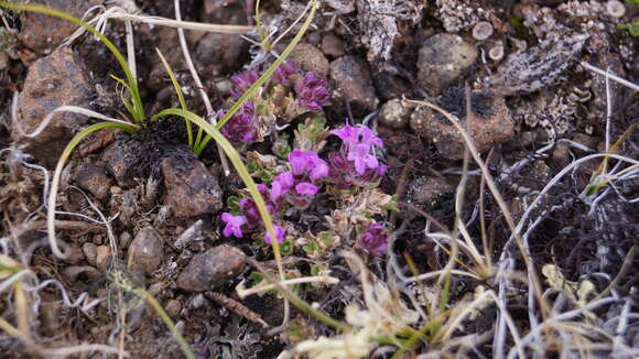 صورة Thymus reverdattoanus Serg.