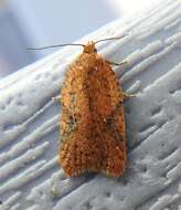 Imagem de Acleris semiannula Robinson 1869