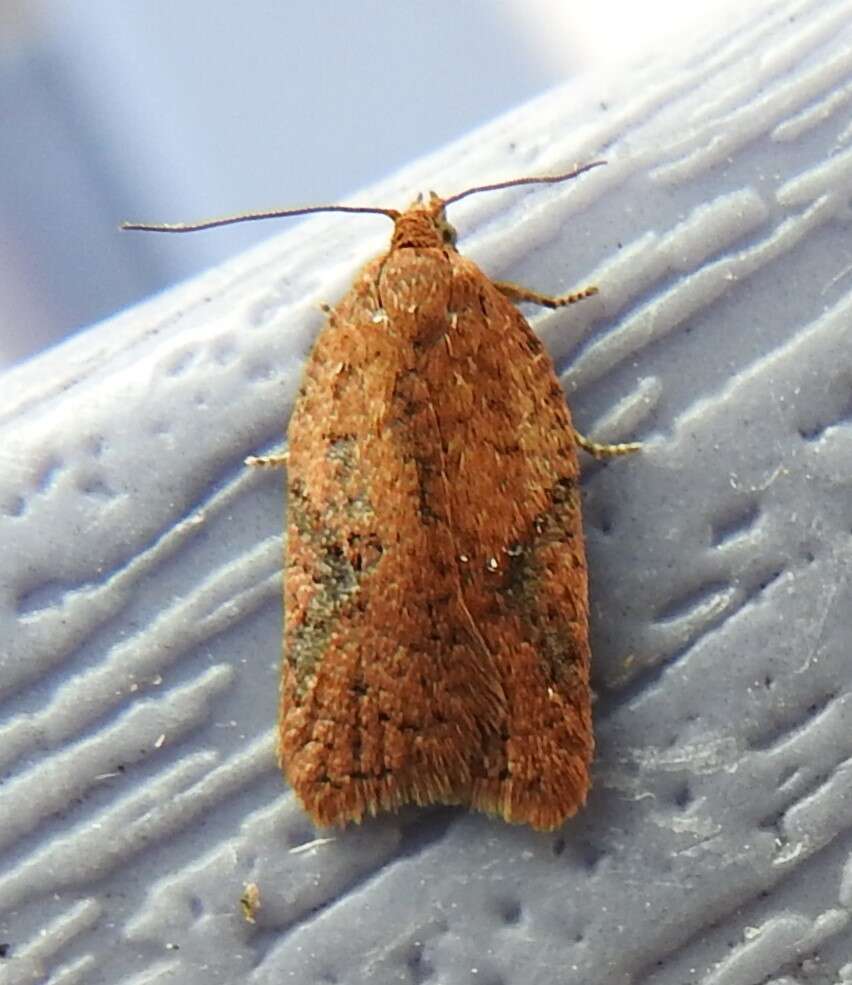 Imagem de Acleris semiannula Robinson 1869