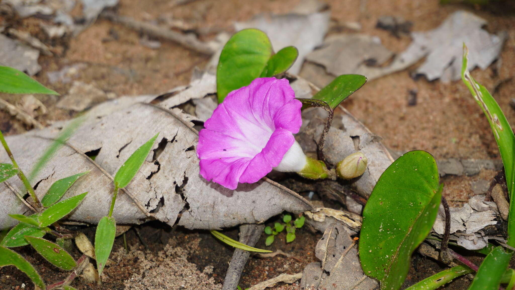 Image of Argyreia confusa (Prain) Raiz.