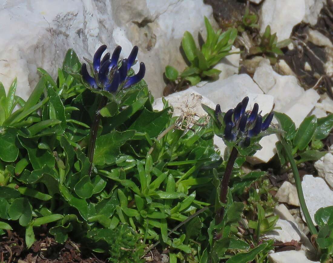 Image of Horned Rampion