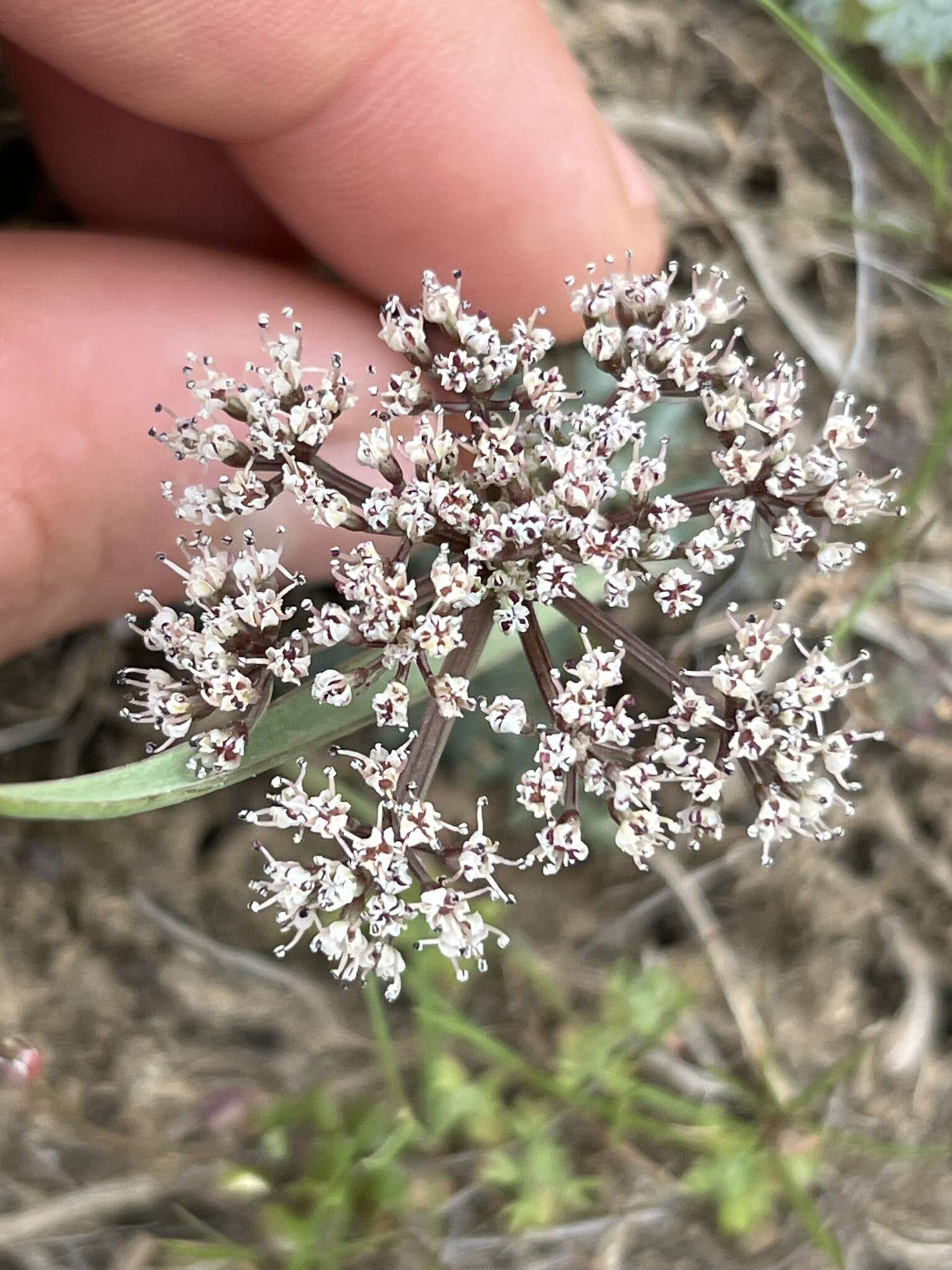 Lomatium canbyi (Coult. & Rose) Coult. & Rose resmi