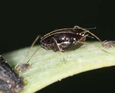 Image of Aphid